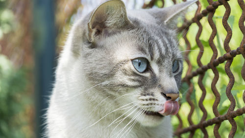 Close-up of a cat looking away