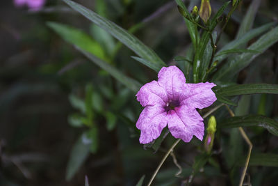 Close-up of pink flower