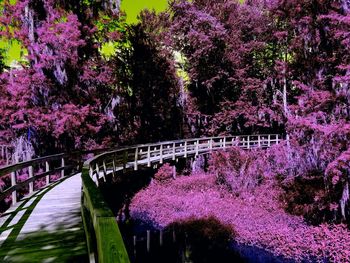 Pink flowers in park