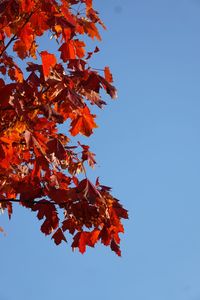 Low angle view of maple tree against sky