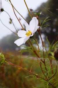 Close-up of white flowers blooming in garden