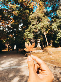 Close-up of hand holding plant against trees