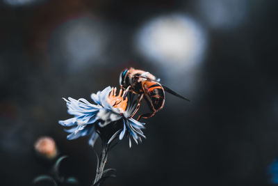 Close-up of bee on flower