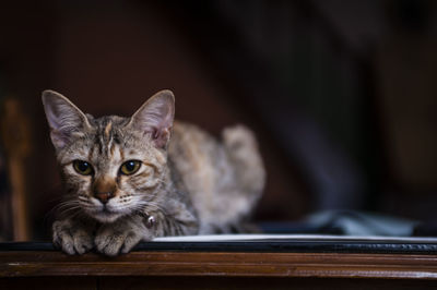 Close-up portrait of domestic cat