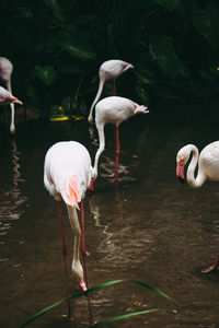 View of birds in lake