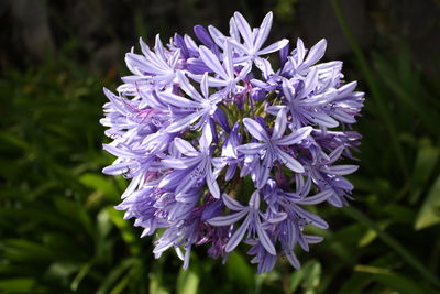 Close-up of purple flowers blooming