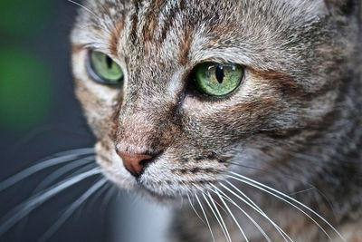 Close-up portrait of a cat