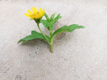 High angle view of yellow flowering plant