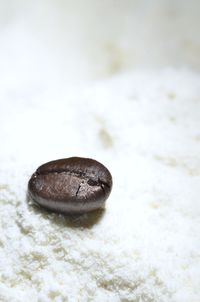 Close-up of a shell on snow