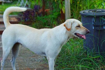 Thailand dog.