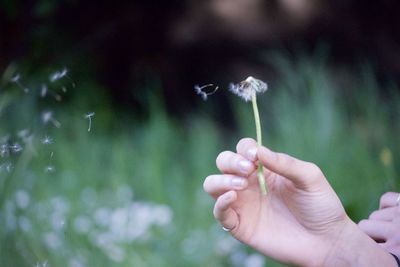 Hand holding dandelion against blurred background