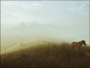 Cows grazing on field against sky