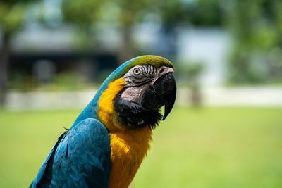 Close-up of a parrot