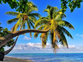 Palm tree by sea against sky