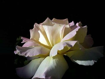 Close-up of rose over black background