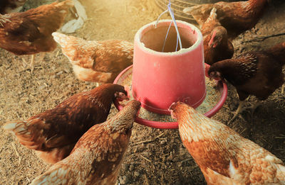 Close-up of bird eating food