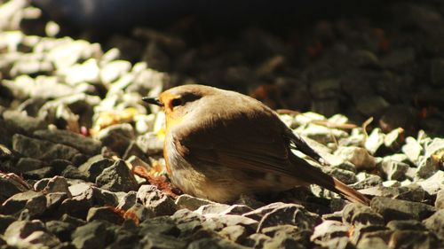 Close-up of bird perching on a field