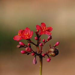 Close-up of pink flowering plant