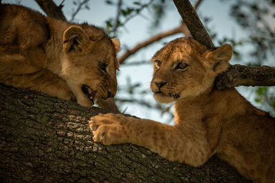 Close-up of lion cubs on tree trunk