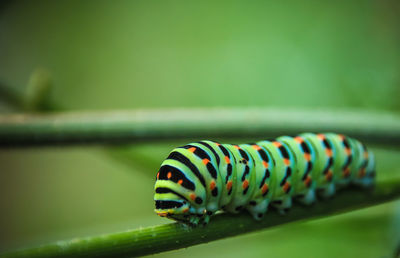 Close-up of green caterpillar  on leaf