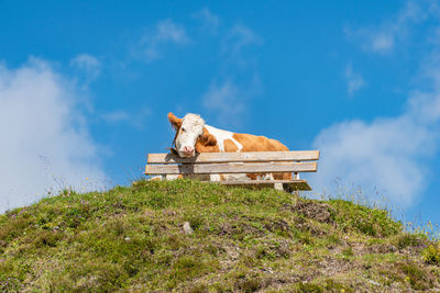 A terribly tired alpine cow leans on a tourist bench. around a field of wildflowers, green meadow