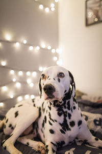 Close-up of dog on bed at home