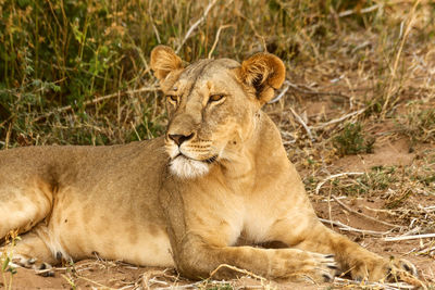 Lion relaxing on grass