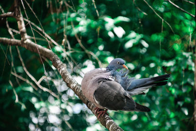 Close-up of bird perching on branch