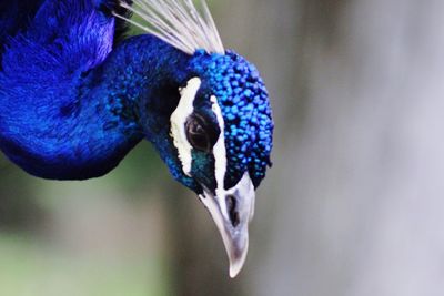 Close-up of a bird