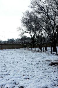 Bare trees on snow covered landscape