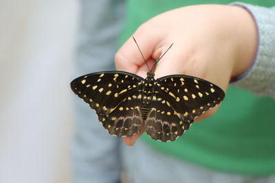 Close-up of butterfly on hand