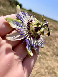 Close-up of hand holding purple flower