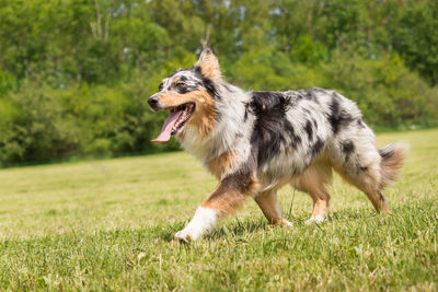 Dog on grass