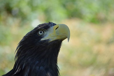 Close-up of a bird