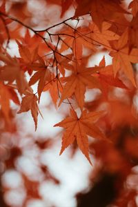 Close-up of maple leaves on tree