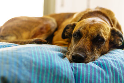 Close-up of dog