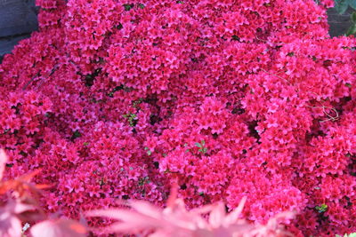 Low angle view of pink flowers on plant
