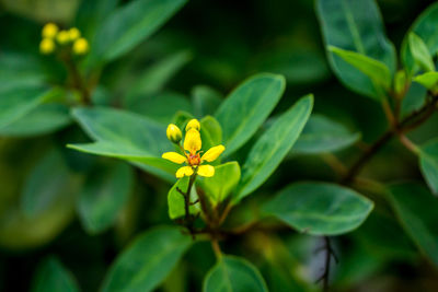 Close-up of frangipani blooming outdoors