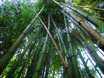 Low angle view of bamboo trees in forest
