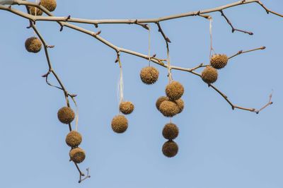 Low angle view of fruits hanging on tree against sky