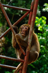 Close-up of monkey sitting on tower