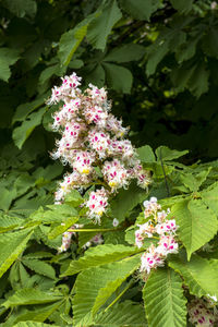 Close-up of pink flowers