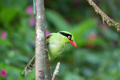 Close-up of bird perching on branch