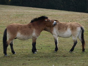 Przewalski horse