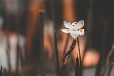 Close-up of white flower on plant