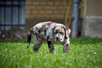 Puppy playing on grass
