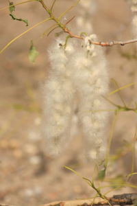 Close-up of plant growing on field