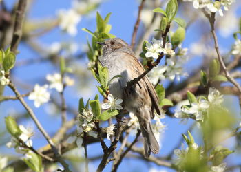 Low angle view of bird perching on branch