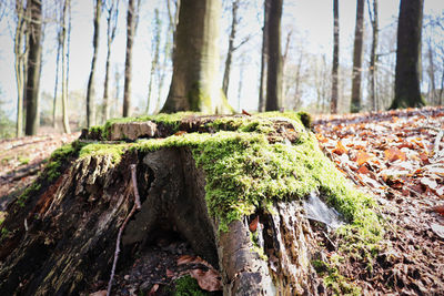 Close-up of moss growing on tree trunk in forest