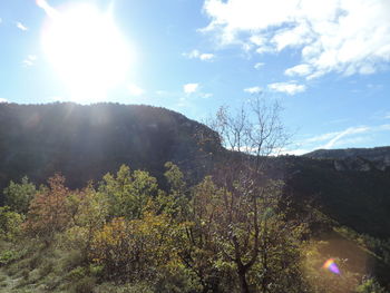 Plants growing on land against bright sun